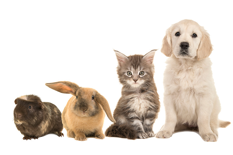 Pets We Treat - Mount Airy Veterinary Associates - Maryland Veterinarians