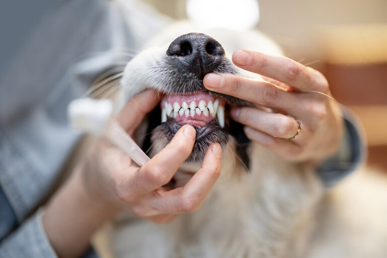 Dental Mt. Airy Veterinary Associates — Mt. Airy Veterinarian
