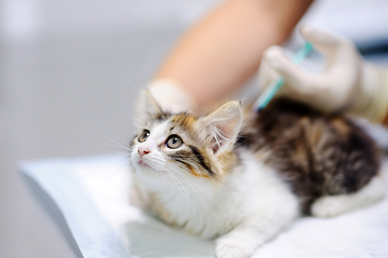 veterinary vaccinations