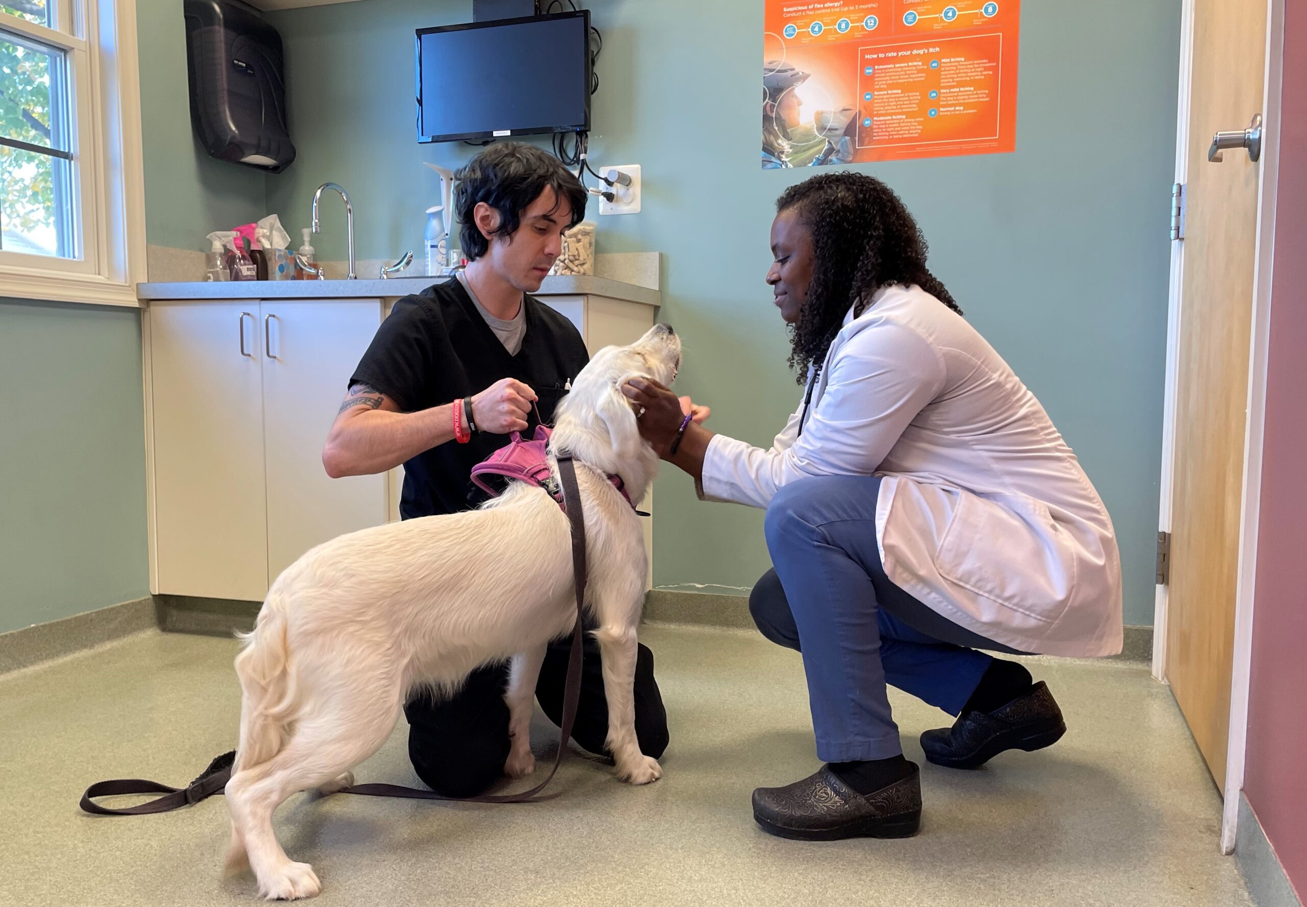 Veterinarian and vet tech examining dog