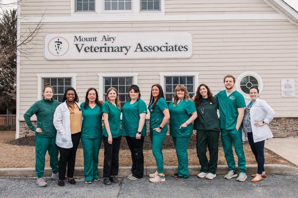 Meet our talented team who is committed to taking excellent care of your pets. Positivity and unity drives every step we take. The Mount Airy Veterinary Associates team works hard and contributes wherever needed to ensure the needs of our clients and patients are met.