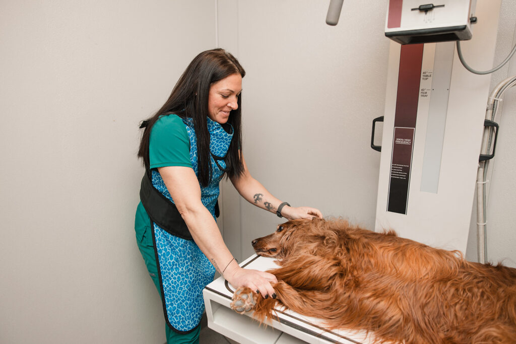 A golden retiever recevies an xray in Mount Airy, MD.